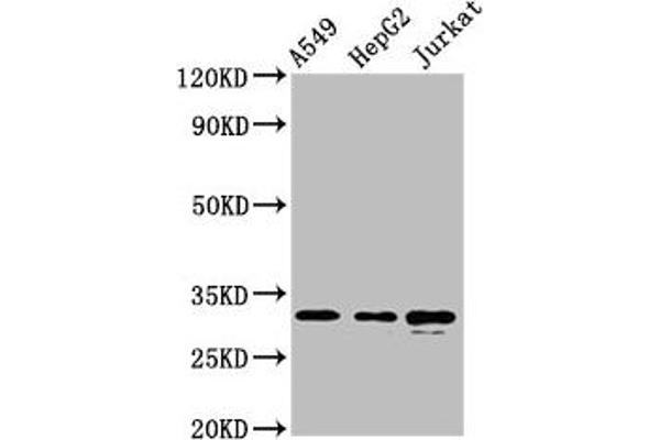 Raly Antikörper  (AA 254-306)