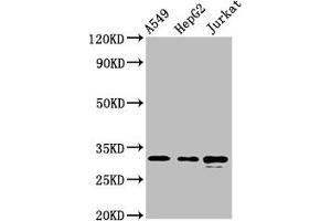 Western Blot Positive WB detected in: A549 whole cell lysate, HepG2 whole cell lysate, Jurkat whole cell lysate All lanes: RALY antibody at 5. (Raly Antikörper  (AA 254-306))