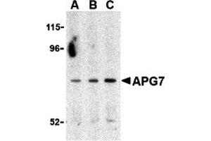 Western Blotting (WB) image for anti-ATG7 Autophagy Related 7 (ATG7) (C-Term) antibody (ABIN1030246) (ATG7 Antikörper  (C-Term))