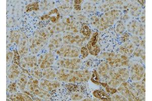 ABIN6272985 at 1/100 staining Mouse kidney tissue by IHC-P. (ACSL4 Antikörper  (N-Term))