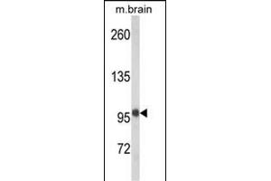 Western blot analysis of VPS53 Antibody (N-term) (ABIN652486 and ABIN2842328) in mouse brain tissue lysates (35 μg/lane). (VPS53 Antikörper  (N-Term))