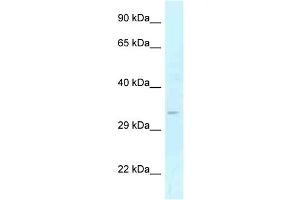 WB Suggested Anti-GOLPH3 Antibody Titration: 1. (GOLPH3 Antikörper  (Middle Region))