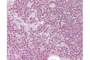 Anti-PPP1R8 antibody IHC of human thymus. (PPP1R8 Antikörper  (AA 338-351))