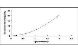 Complement Component 8, beta Polypeptide (C8B) ELISA Kit