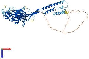 ASIC1 Protein (AA 1-528) (His tag)
