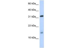 WB Suggested Anti-EIF1AX Antibody Titration:  0. (EIF1AX Antikörper  (Middle Region))
