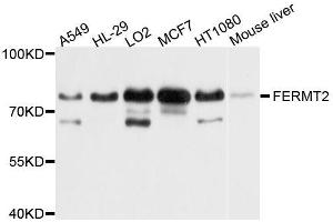 Western blot analysis of extracts of various cell lines, using FERMT2 antibody (ABIN5996206) at 1/1000 dilution. (FERMT2 Antikörper)