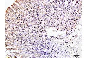 Formalin-fixed and paraffin embedded mouse stomach labeled with Anti-IRF3 Polyclonal Antibody, Unconjugated (ABIN682588) at 1:200 followed by conjugation to the secondary antibody and DAB staining (IRF3 Antikörper  (AA 51-150))