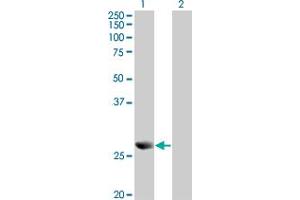 Western Blot analysis of PRDX4 expression in transfected 293T cell line by PRDX4 monoclonal antibody (M01), clone 2C12. (Peroxiredoxin 4 Antikörper  (AA 51-150))