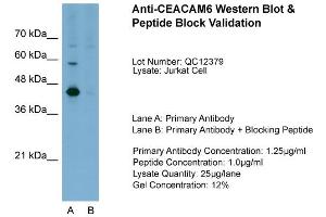 Host:  Rabbit  Target Name:  CEACAM6  Sample Type:  Jurkat  Lane A:  Primary Antibody  Lane B:  Primary Antibody + Blocking Peptide  Primary Antibody Concentration:  1. (CEACAM6 Antikörper  (Middle Region))