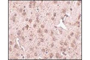 Immunohistochemistry of NIPSNAP3A in mouse brain tissue with this product at 2. (NIPSNAP3A Antikörper  (Center))