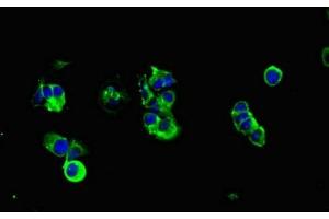 Immunofluorescent analysis of MCF-7 cells using ABIN7160277 at dilution of 1:100 and Alexa Fluor 488-congugated AffiniPure Goat Anti-Rabbit IgG(H+L) (MUC1 Antikörper  (AA 24-273))