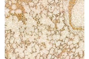 NPNT Mouse Monoclonal Antibody at 1/100 staining rat lung tissue by IHC-P. (Nephronectin Antikörper)