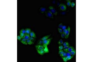 Immunofluorescent analysis of PC-3 cells using ABIN7162895 at dilution of 1:100 and Alexa Fluor 488-congugated AffiniPure Goat Anti-Rabbit IgG(H+L) (PLIN4 Antikörper  (AA 308-418))