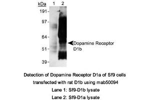 Image no. 1 for anti-Dopamine Receptor D5 (DRD5) (C-Term) antibody (ABIN363248) (DRD5 Antikörper  (C-Term))