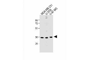 All lanes : Anti-OR6C3 Antibody (Center) at 1:1000 dilution Lane 1: MDA-MB-231 whole cell lysate Lane 2: U-2OS whole cell lysate Lane 3: U-87 MG whole cell lysate Lysates/proteins at 20 μg per lane.