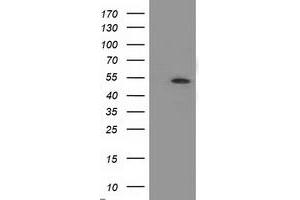 Western Blotting (WB) image for anti-Amyloid beta (A4) Precursor Protein-Binding, Family B, Member 3 (APBB3) antibody (ABIN1496653) (APBB3 Antikörper)