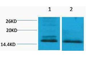 Western Blotting (WB) image for anti-Histone H4 (2meLys59) antibody (ABIN3181321) (Histone H4 Antikörper  (2meLys59))