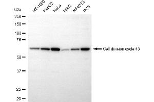 Western blotting analysis using cell division cycle 45 antibody (ABIN7798015).