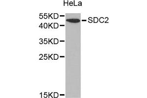 Western blot analysis of extracts of HeLa cells, using SDC2 antibody (ABIN1874709) at 1:1000 dilution. (Syndecan 2 Antikörper)