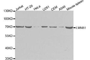 Western blot analysis of extracts of various cell lines, using LMNB1 antibody.