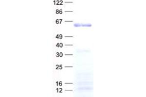 Validation with Western Blot (BTBD10 Protein (His tag))