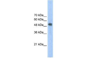 WB Suggested Anti-FECH Antibody Titration:  2. (FECH Antikörper  (N-Term))