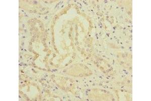 Immunohistochemistry of paraffin-embedded human kidney tissue using ABIN7159656 at dilution of 1:100
