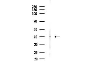 anti-Myosin Light Chain Kinase Family, Member 4 (MYLK4) (N-Term) antibody