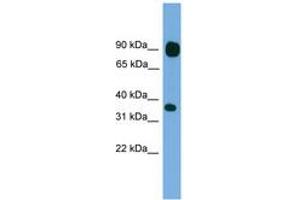 Image no. 1 for anti-Protocadherin beta 15 (PCDHB15) (AA 35-84) antibody (ABIN6744858) (PCDHB15 Antikörper  (AA 35-84))