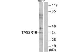 Western Blotting (WB) image for anti-Taste Receptor, Type 2, Member 16 (TAS2R16) (AA 136-185) antibody (ABIN2891092) (TAS2R16 Antikörper  (AA 136-185))