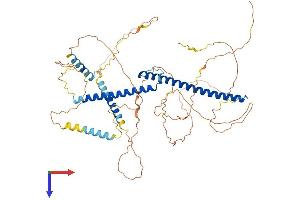 TFE3 Protein (AA 1-575) (His tag)