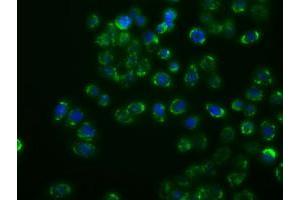 Anti-MAPK11 mouse monoclonal antibody (ABIN2453276) immunofluorescent staining of COS7 cells transiently transfected by pCMV6-ENTRY MAPK11 (RC206583). (MAPK11 Antikörper)