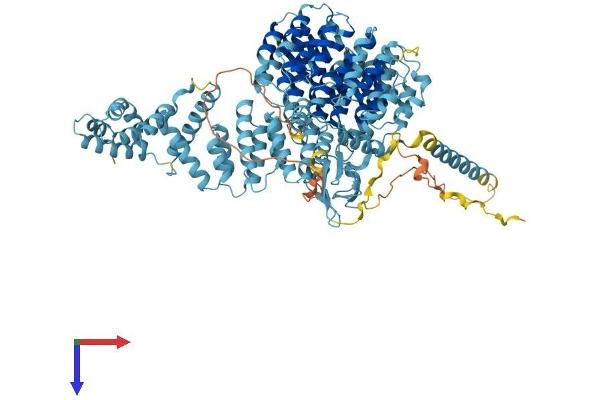 PSMD1 Protein (AA 1-953) (His tag)