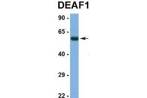 Western Blotting (WB) image for anti-Deformed Epidermal Autoregulatory Factor 1 (Drosophila) (DEAF1) (N-Term) antibody (ABIN2781132)