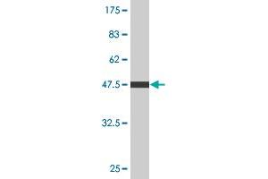 Western Blot detection against Immunogen (53. (C4BPB Antikörper  (AA 1-251))