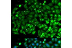 Immunofluorescence analysis of A549 cells using SH3GLB1 Polyclonal Antibody (SH3GLB1 Antikörper)