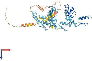 ZNF557 Protein (AA 1-423) (His tag)