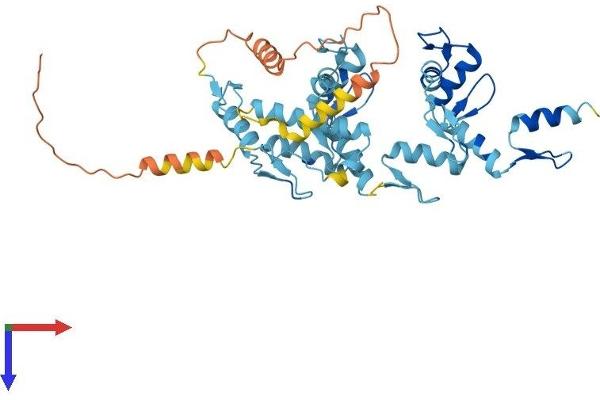 ZNF557 Protein (AA 1-423) (His tag)