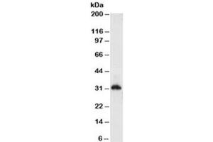 Western blot testing of HeLa cell lysate (nuclear fraction) with Histone antibody (clone AE-4). (Histone Antikörper)