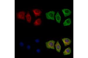 ABIN7094594 and ABIN7098643 staining Hela cells by IF/ICC. (Surfactant Protein A1 Antikörper  (Internal Region))