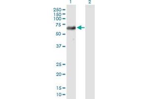 Western Blot analysis of USP39 expression in transfected 293T cell line by USP39 MaxPab polyclonal antibody. (USP39 Antikörper  (AA 1-565))