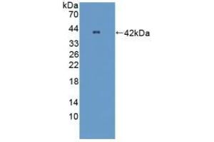 Detection of Recombinant OPTN, Mouse using Polyclonal Antibody to Optineurin (OPTN) (OPTN Antikörper  (AA 1-300))