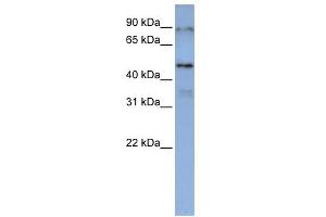 DAZAP1 antibody used at 1 ug/ml to detect target protein. (DAZAP1 Antikörper  (Middle Region))