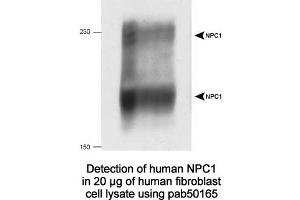 Image no. 2 for anti-Niemann-Pick Disease, Type C1 (NPC1) (C-Term) antibody (ABIN363474) (NPC1 Antikörper  (C-Term))