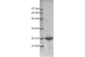 Western Blotting (WB) image for TAF1 RNA Polymerase II, TATA Box Binding Protein (TBP)-Associated Factor, 250kDa (TAF1) (AA 1522-1656) protein (His tag,DYKDDDDK Tag) (ABIN2669687)