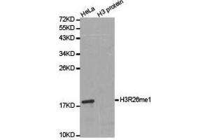 Western blot analysis of extracts of HeLa cell line and H3 protein expressed in E. (Histone 3 Antikörper  (H3R26me))