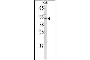 Western blot analysis of FLI1 antibody in 293 cell line lysates (35ug/lane) (FLI1 Antikörper  (N-Term))