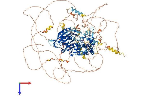 ST5 Protein (AA 1-1134) (His tag)