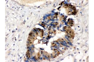 Immunohistochemistry (IHC) image for anti-Histidine Triad Nucleotide Binding Protein 1 (HINT1) (AA 59-92), (Middle Region) antibody (ABIN3042445)